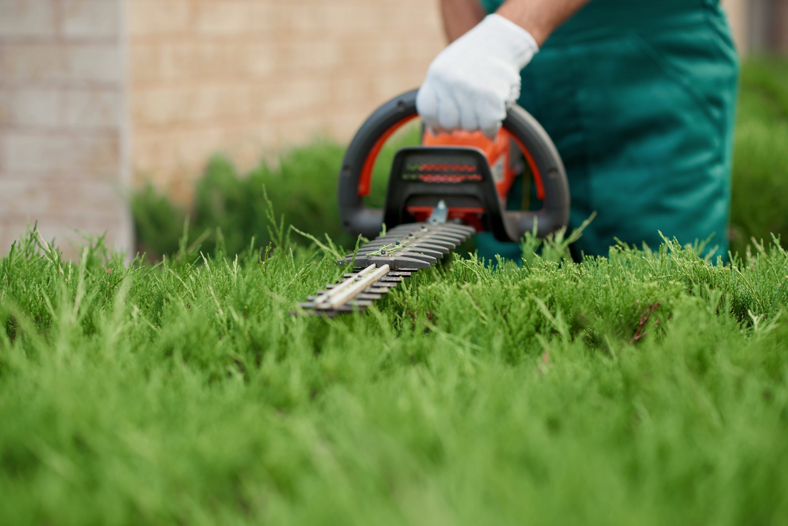 Elagueur Val-de-Marne - Taille de Haies 94